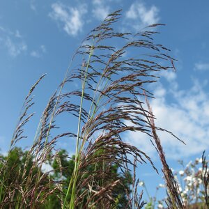 Deschampsia cespitosa