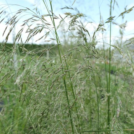 Deschampsia cespitosa