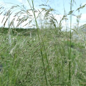 Deschampsia cespitosa