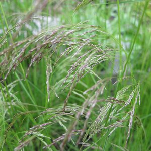 Deschampsia cespitosa