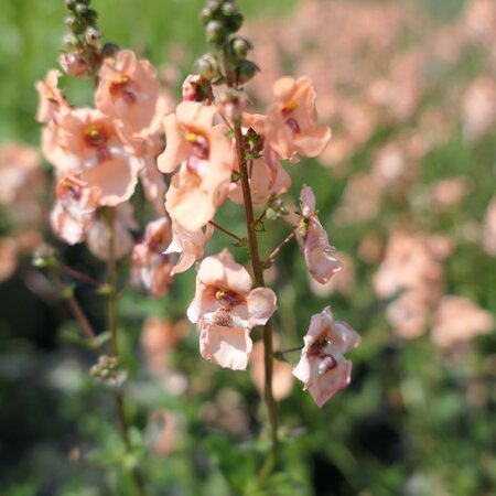 Diascia 'Monhop Apricot'