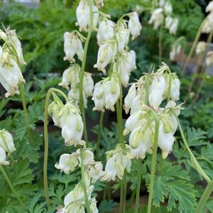 Dicentra formosa Aurora