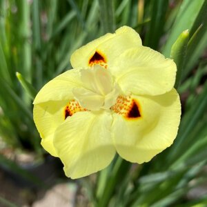 Dietes bicolor