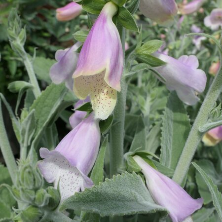 Digitalis 'Lucas Silver'
