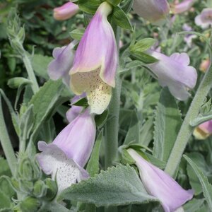 Digitalis 'Lucas Silver'