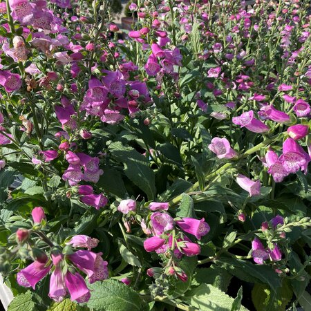 Digitalis 'Pink Panther'