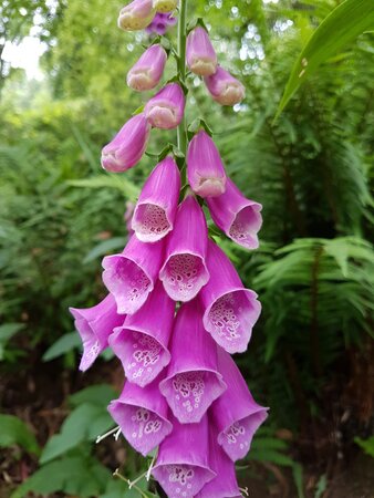 Digitalis purpurea  