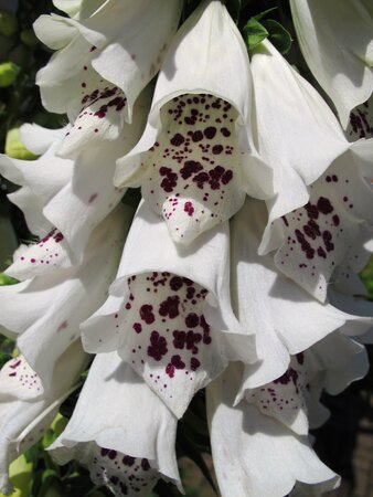 Digitalis purpurea 'Dalmatian White'