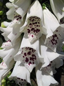 Digitalis purpurea 'Dalmatian White'
