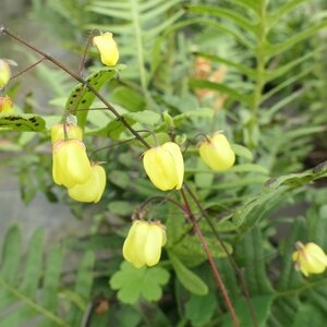 Epimedium 'Sunny and Share'