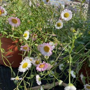 Erigeron karvinskianus (syn Profusion)