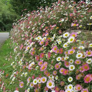 Erigeron karvinskianus