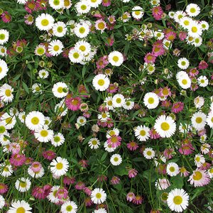 Erigeron karvinskianus (syn Profusion) - image 2