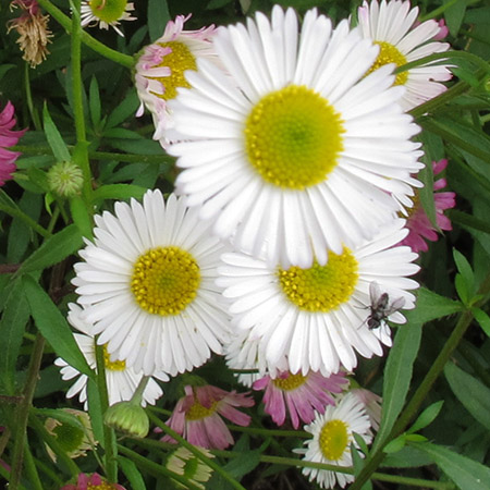 Erigeron karvinskianus (syn Profusion) - image 3