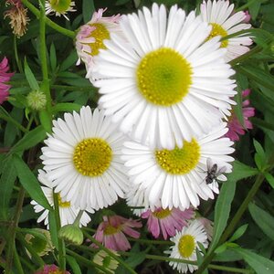 Erigeron karvinskianus (syn Profusion) - image 3