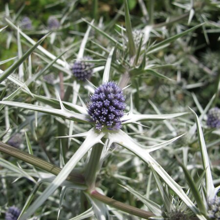 Eryngium variifolium