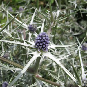 Eryngium variifolium