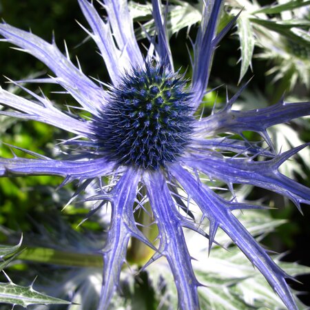 Eryngium zabelii 'Big Blue'