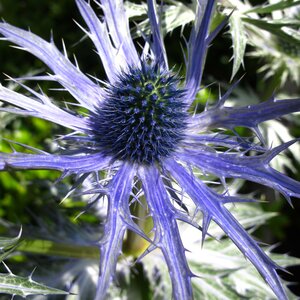 Eryngium zabelii 'Big Blue'