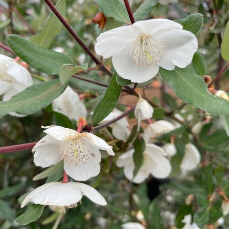 Eucryphia hillieri 'Winton'