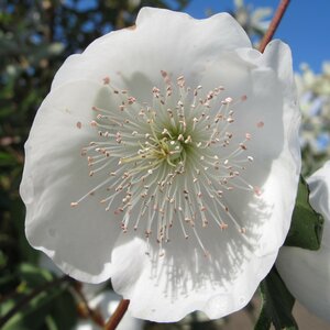 Eucryphia intermedia 'Rostrevor'
