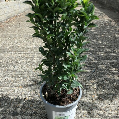 Euonymus japonicus 'Green Spire'