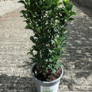 Euonymus japonicus 'Green Spire'