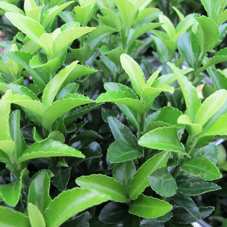 Euonymus japonicus 'Green Spire'