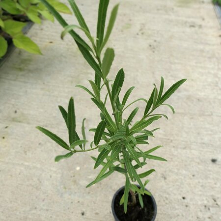 Euonymus tingens