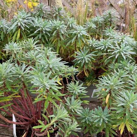 Euphorbia Black Pearl