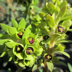 Euphorbia characias 'Black Pearl' - image 3
