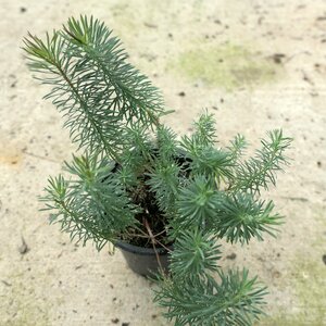 Euphorbia cyparissias 'Fens Ruby'