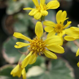 Farfugium japonicum Argenteum