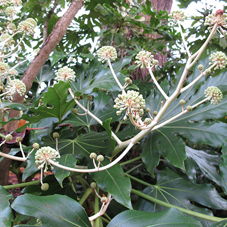 Fatsia japonica
