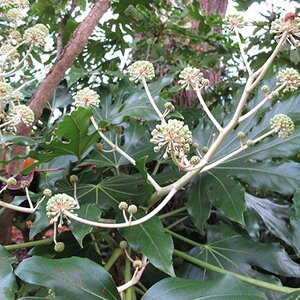 Fatsia japonica