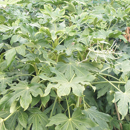 Fatsia japonica