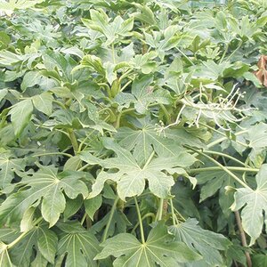 Fatsia japonica