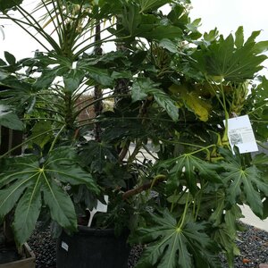 Fatsia japonica