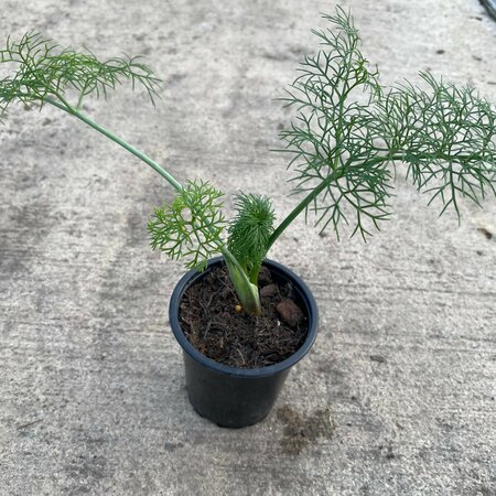 Ferula communis