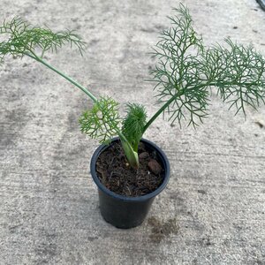 Ferula communis
