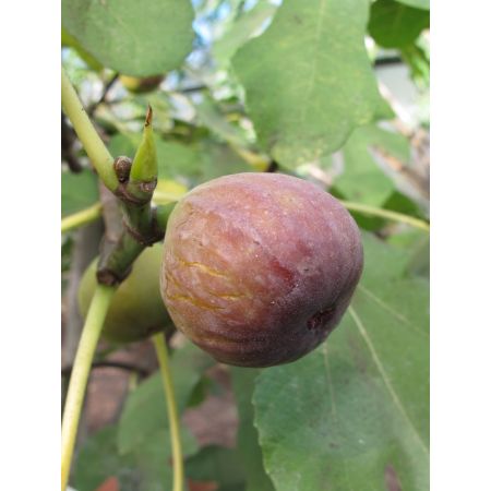 Ficus carica 'Brown Turkey'
