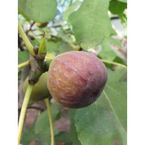 Ficus carica 'Brown Turkey'