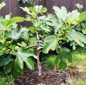 Ficus carica 'Little Miss Figgy'