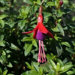 Fuchsia 'David'