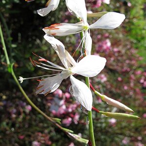 Gaura lindheimeri
