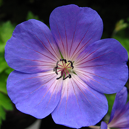 Geranium ROZANNE