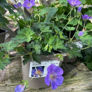 Geranium ROZANNE