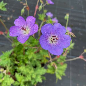 Geranium wallichianum BLOOM ME AWAY