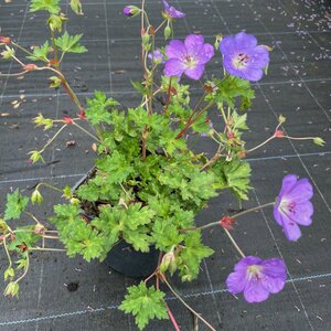 Geranium wallichianum BLOOM ME AWAY