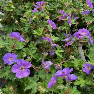 Geranium wallichianum BLOOM ME AWAY
